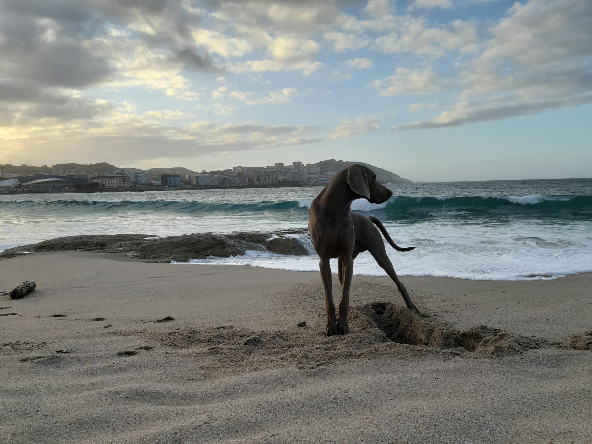 Bild av en Weimaraner-hund på stranden