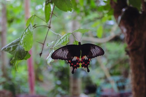 Blue and Black Butterfly on Green Leaves · Free Stock Photo