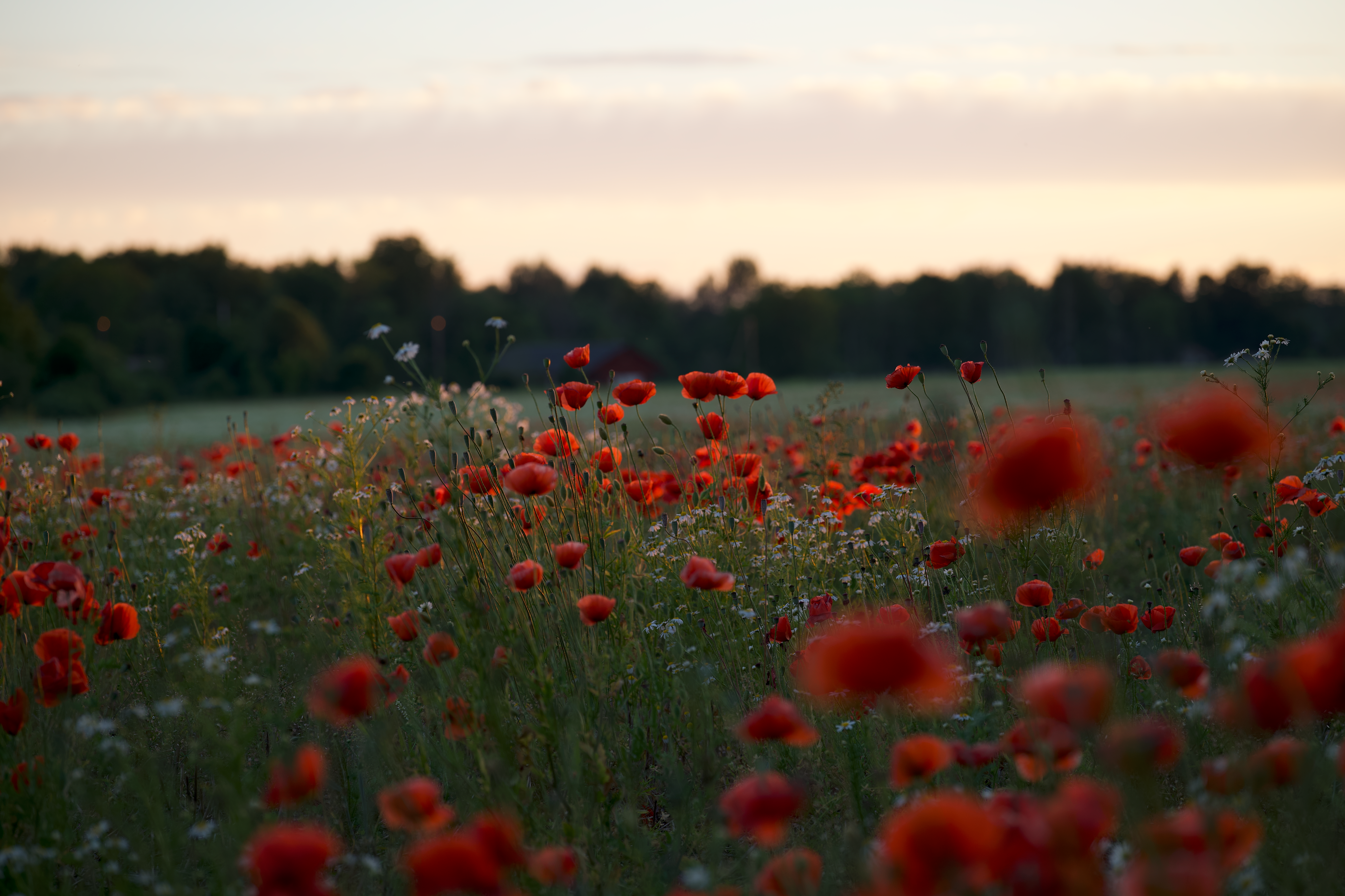 Photo of a Field with Red Poppy Flowers · Free Stock Photo