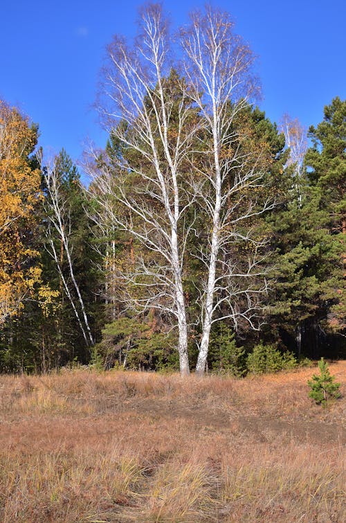 Kostenlos Kostenloses Stock Foto zu bäume, blauer himmel, feld Stock-Foto