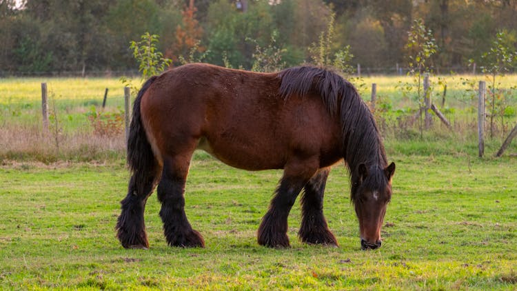 A Brown Horse On Green Grass