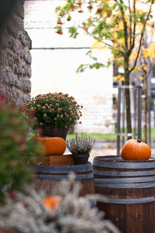 Free An autumn display with pumpkins, flowers, and barrels in Tallinn, Estonia, capturing fall's beauty. Stock Photo