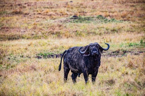 Photograph of an African Buffalo on the Grass