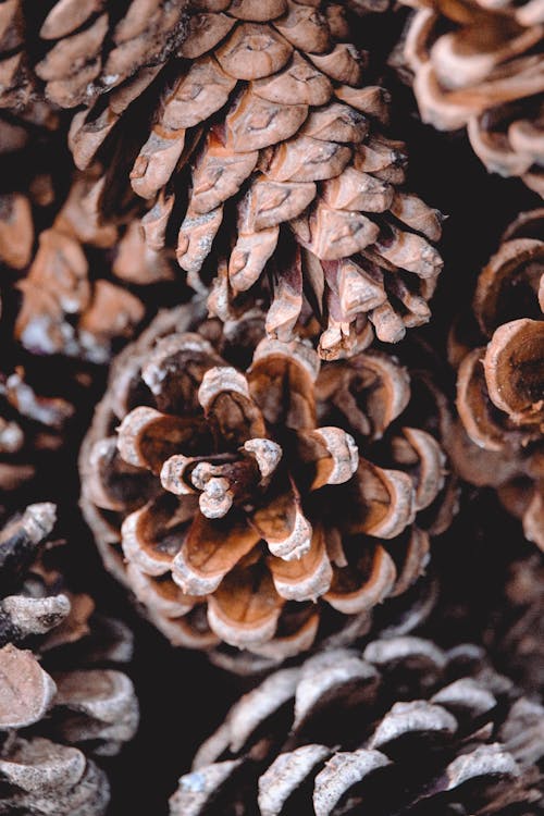 Close-Up Photo of Brown Pine Cones