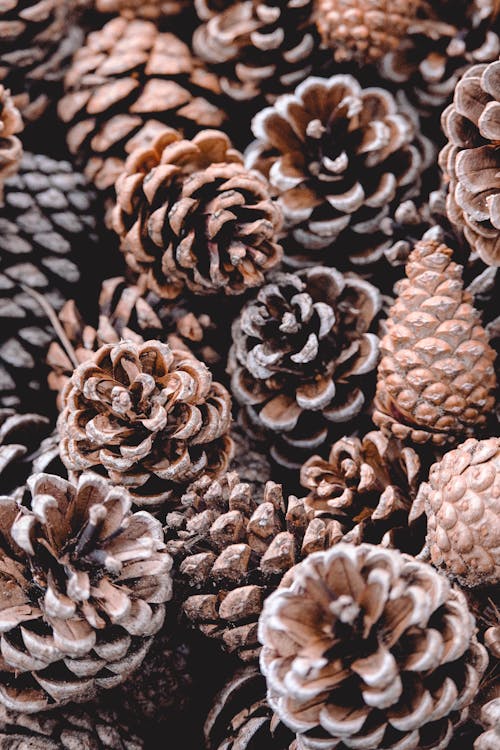 Brown Pine Cones in Close-Up Photography