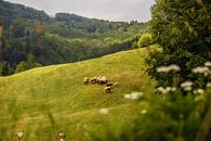 Field with wrangled horses under cloudless sky
