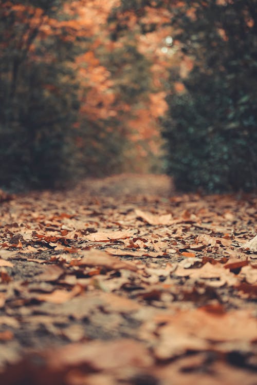 Kostnadsfri bild av bakgrund, bruna löv, jord