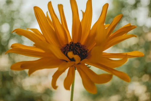 Closeup Photography of Yellow Petaled Flower