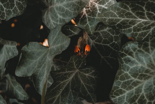 在自然环境中，一只明亮的昆虫正栖息在深绿色的常春藤叶子上，这是一个详细的视图