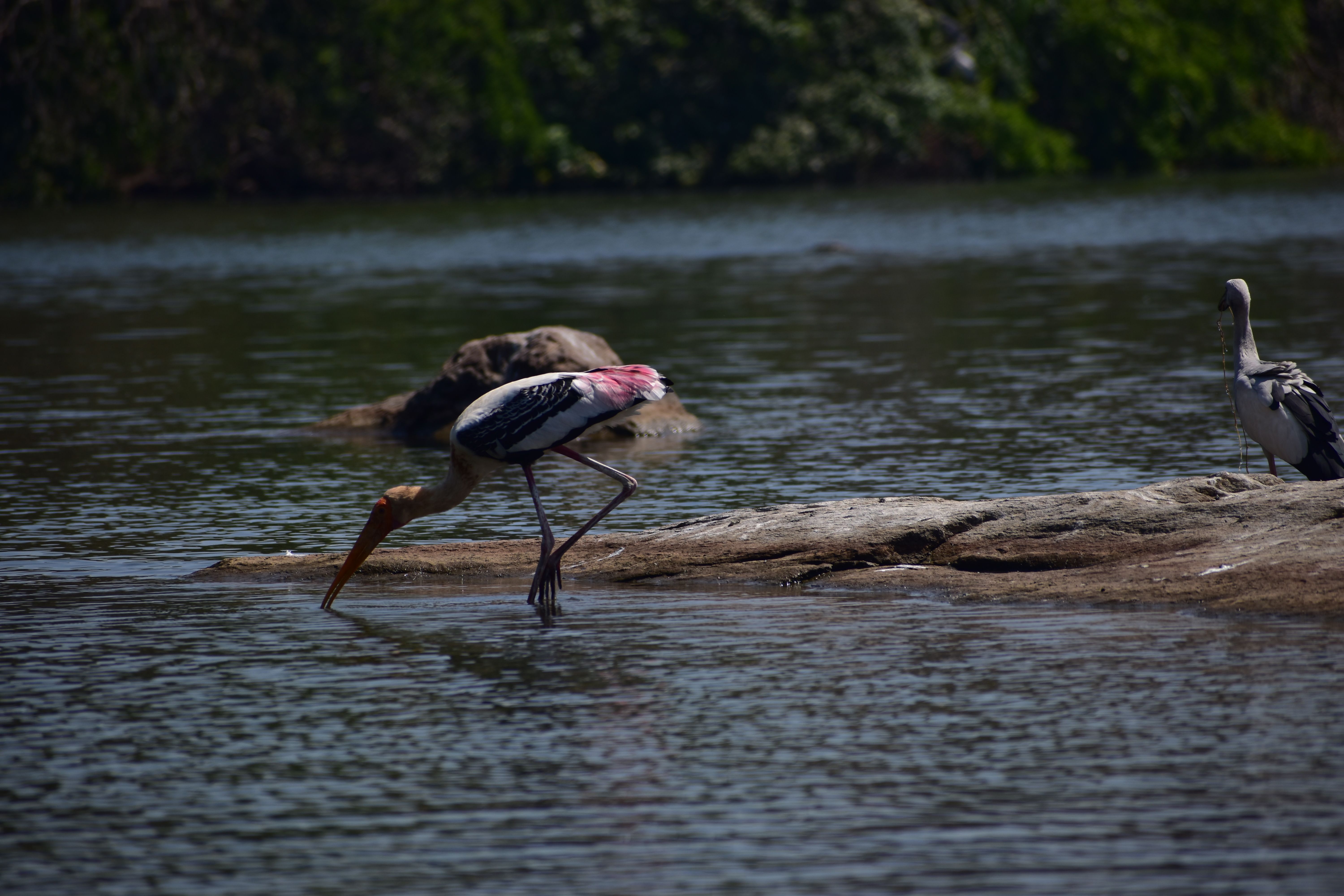 Ranganathittu Bird Sanctuary & Temple