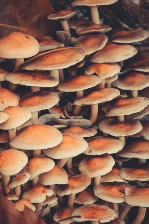 Free Close-up of a dense cluster of orange-brown mushrooms growing in a forest, showcasing natural patterns. Stock Photo