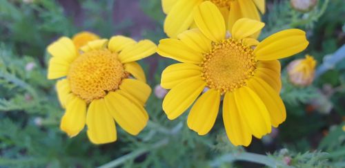 Free beautiful flower Stock Photo