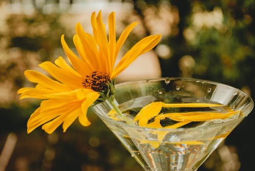 Clear Martini Glass üzerinde Sarı Singapur Papatya çiçeğinin Seçici Odak Fotoğrafı