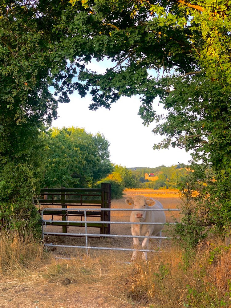 A Cow In The Farm 