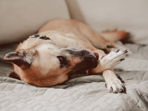 Kostenloses Stock Foto zu bezaubernd, haustier, hund