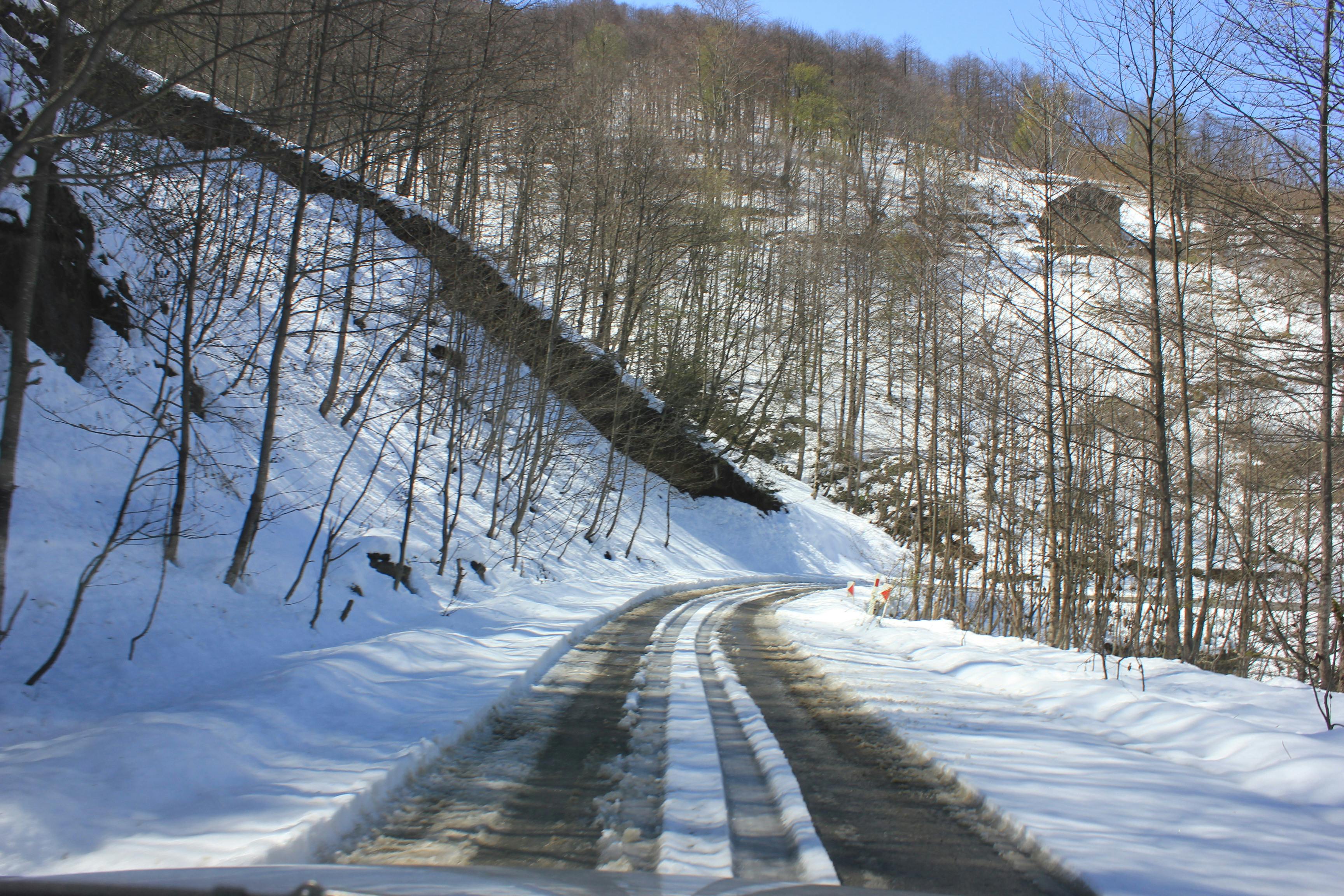 Small bowl of lemon and olive oil dressing being whisked