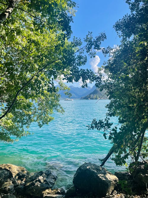 Foto profissional grátis de árvore, beira do lago