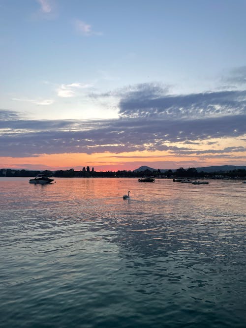 Foto profissional grátis de cisne branco, lago, lindo pôr do sol