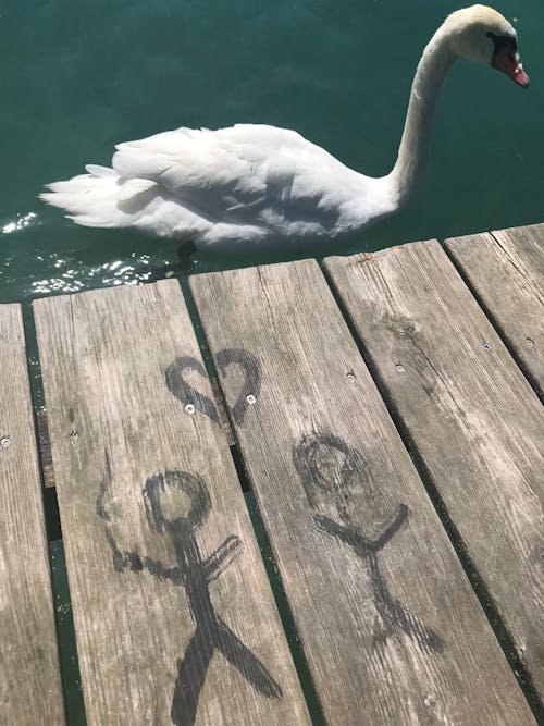 Foto profissional grátis de amor, cisne branco