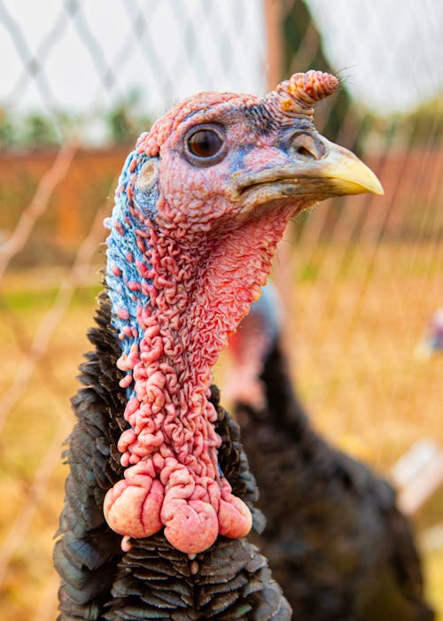 Close-Up Shot of a Turkey 