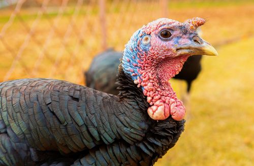 Free Detailed close-up of a domestic turkey outdoors, showcasing vibrant plumage and textures. Stock Photo