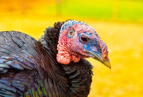 Close-Up Photograph of a Turkey