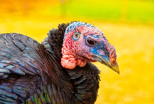 Free Detailed close-up of a colorful turkey with vivid plumage and textured skin. Stock Photo