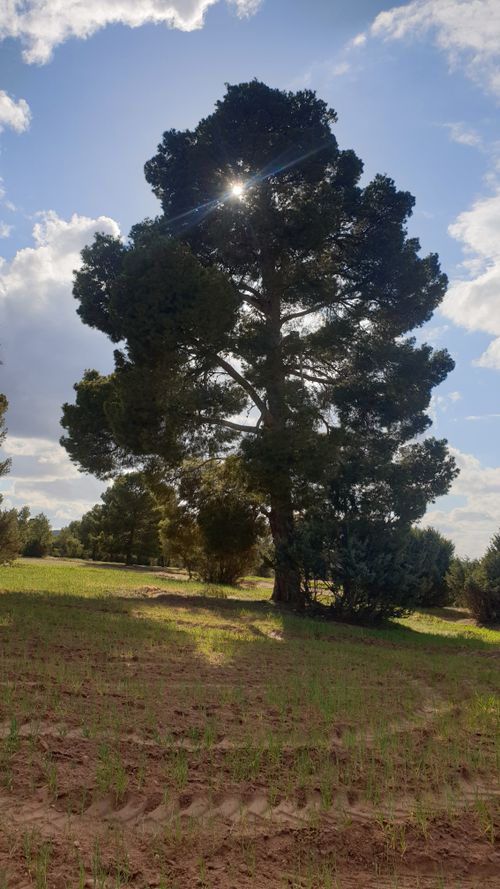 Free giant pine tree Stock Photo