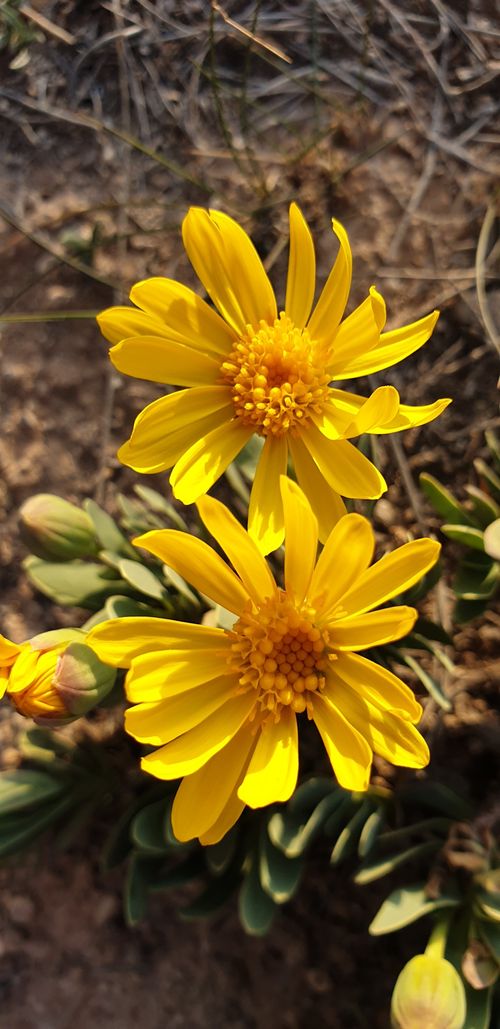 Free beautiful flowers Stock Photo