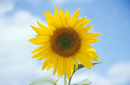 Photo of a Sunflower with Yellow Petals