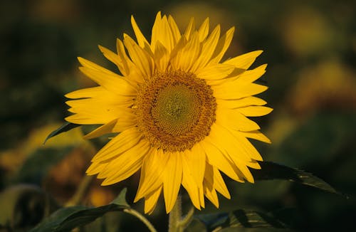 Close-Up Photo of a Yellow Sunflower