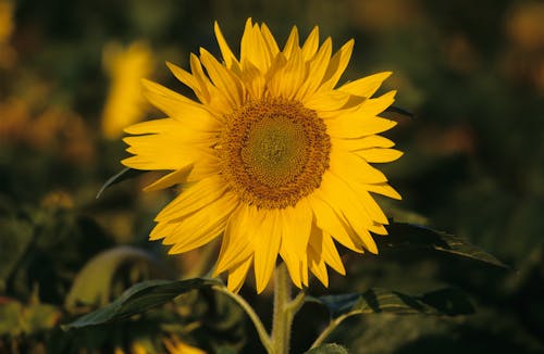 Photo of a Sunflower