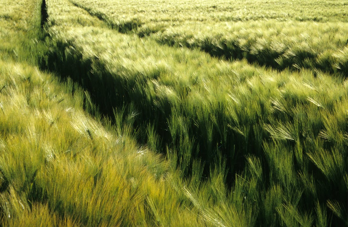녹색, 농경지, 농업의 무료 스톡 사진