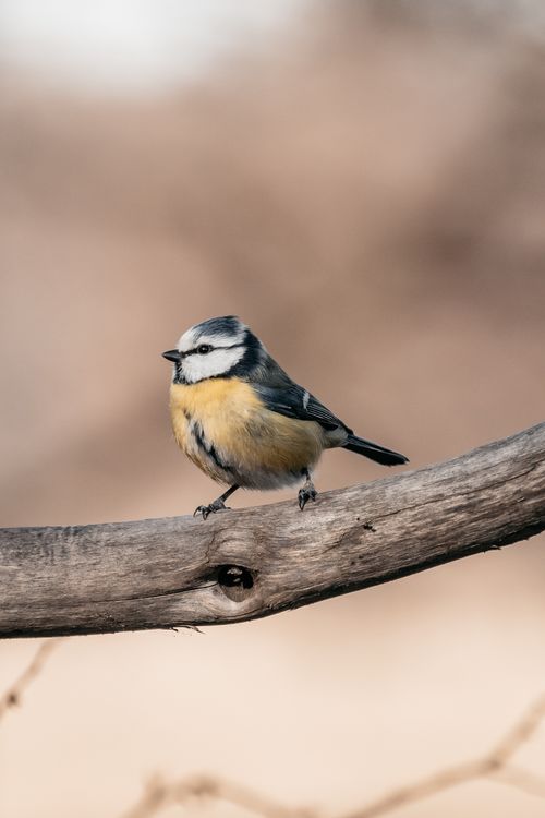 Free Close-up of an Eurasian Blue Tit perched on a branch against a blurred background. Stock Photo
