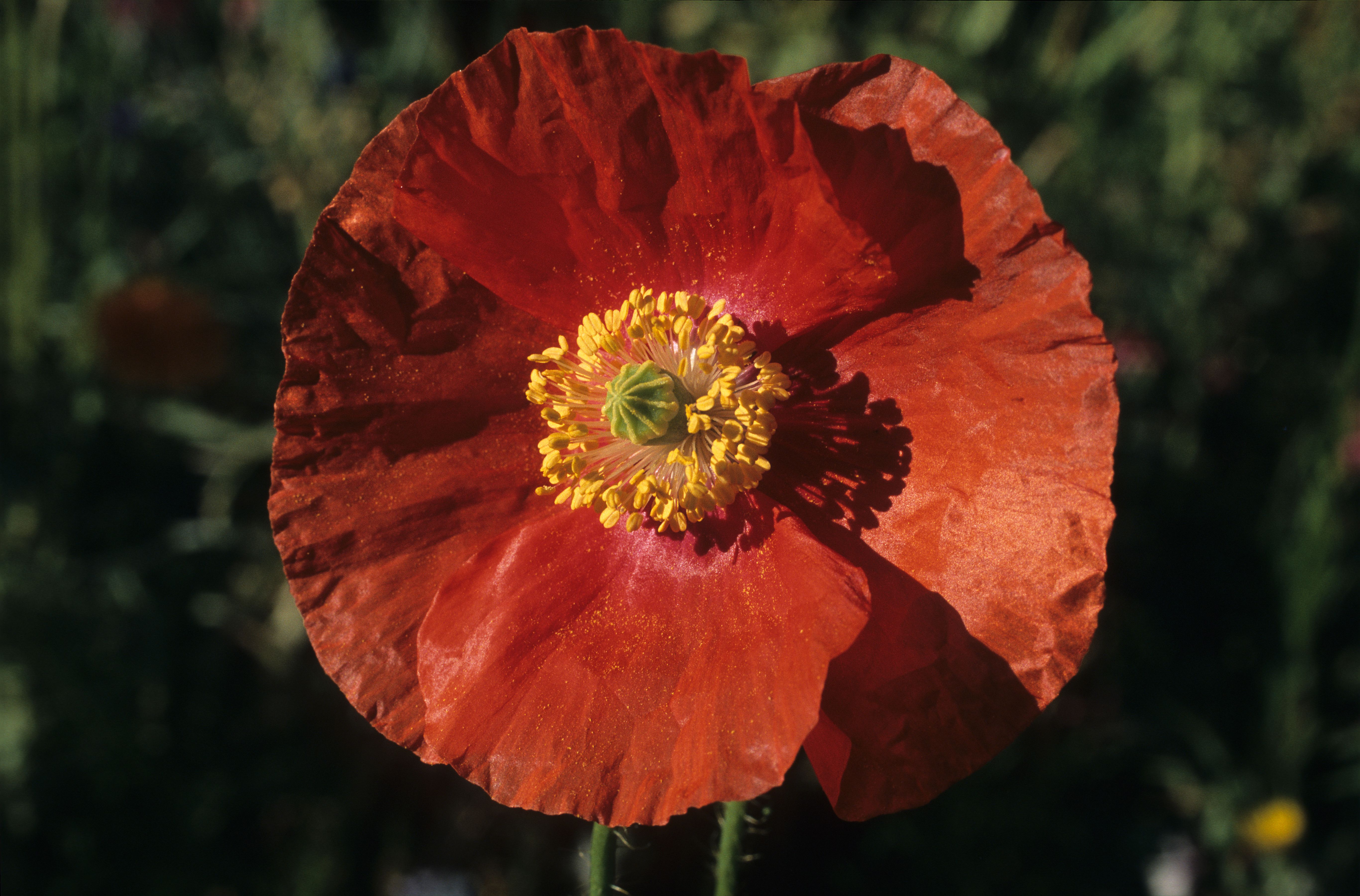 A Red Poppy Flower in Bloom · Free Stock Photo