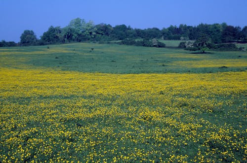 Gratis Fotos de stock gratuitas de agricultura, campo, flor Foto de stock