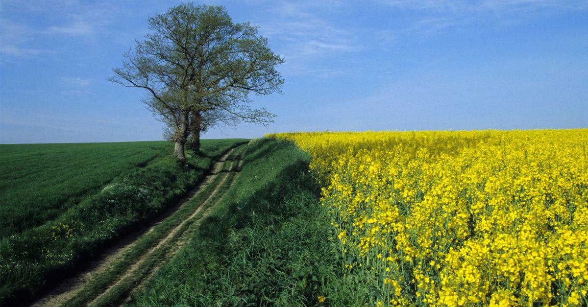 Franco Fontana, Italian Master of Color Photography, Dies at 92