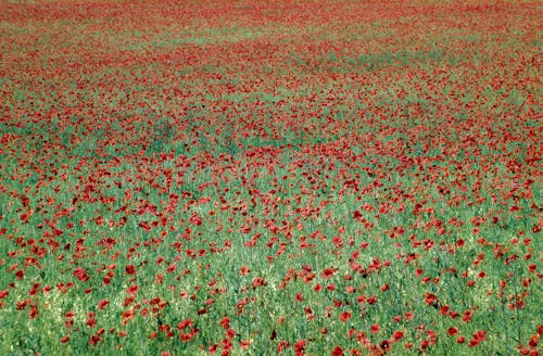 A Field of Red Poppy Flowers