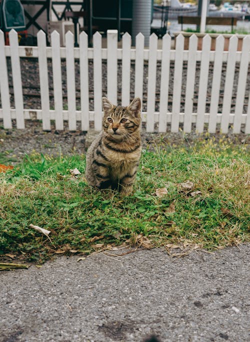 Imagine de stoc gratuită din adorabil, animal de casă, animal domestic