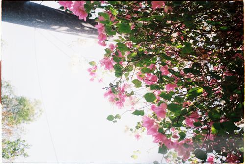 Free Low angle view of blooming pink bougainvillea with lush greenery against a bright sky. Stock Photo