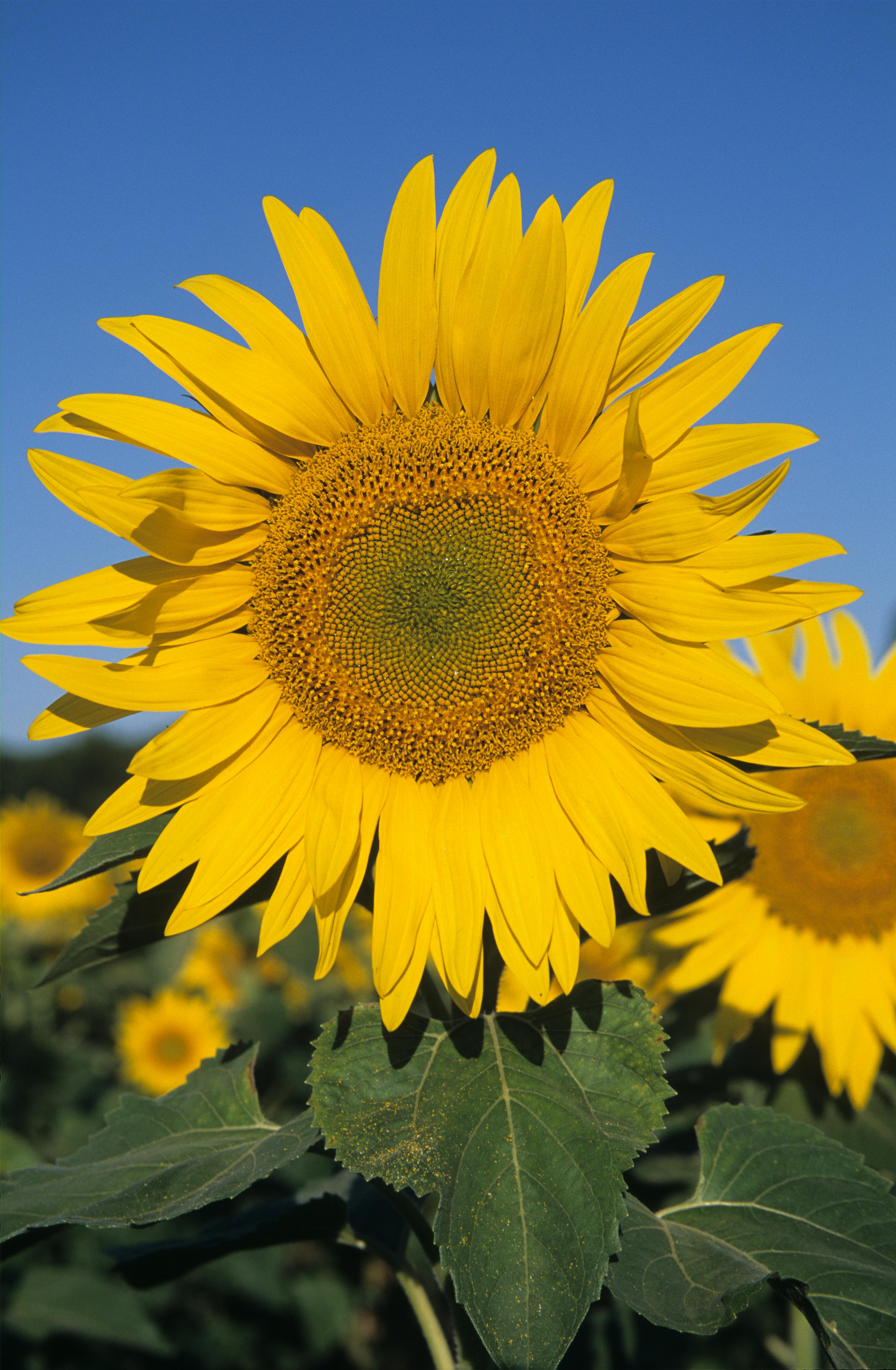 Photograph of a Sunflower with Seeds · Free Stock Photo
