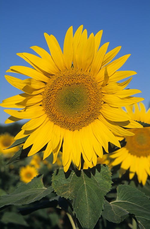 Photograph of a Sunflower with Seeds