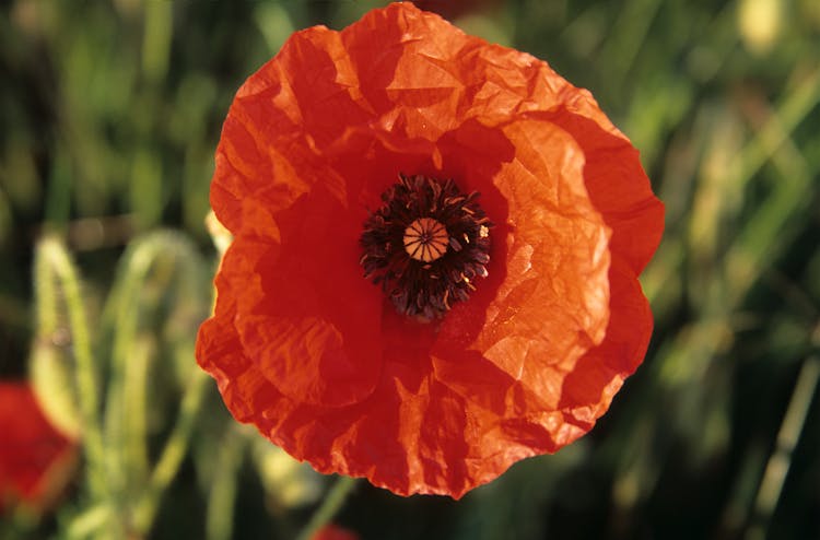 A Red Poppy Flower