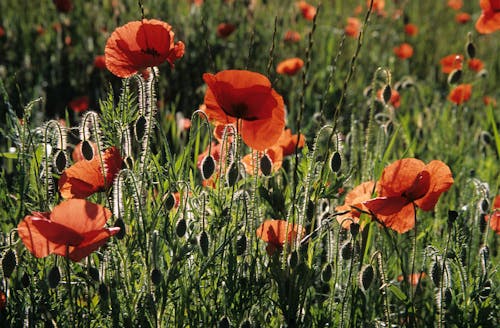 Photo of Blooming Poppy Flowers