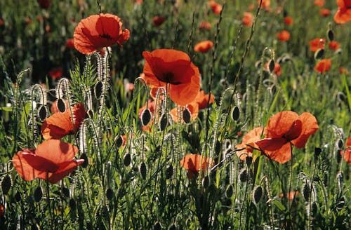 Kostenloses Stock Foto zu blühen, blumen, blüte