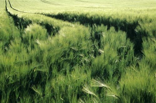 Gratuit Imagine de stoc gratuită din agricultură, câmp, cultură Fotografie de stoc