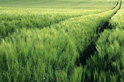 Green, Rural Field