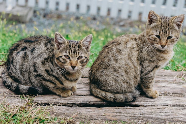 Close Up Photo Of Cats