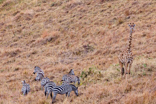Photo of a Giraffe Near Zebras
