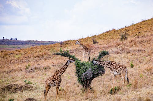 Photo of Giraffes on Brown Grass